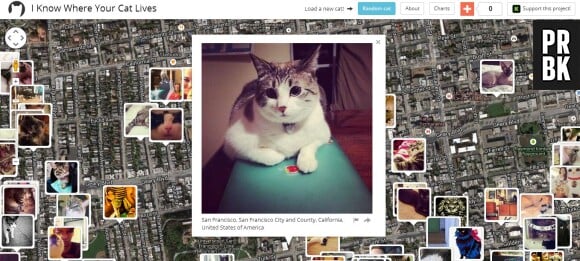 I Know Where Your Cat Lives : la plateforme incontournable pour les amoureux des chats