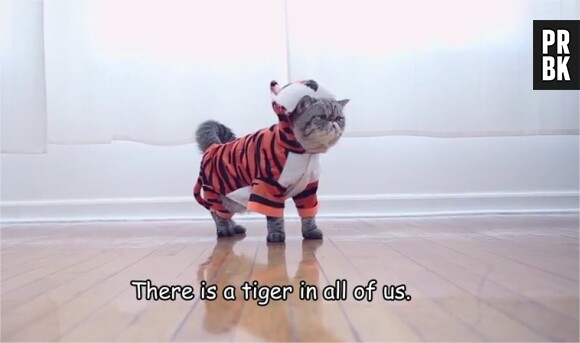 Cats save tigres : une vidéo pleine de lolcats tournée par GreenPeace pour la Journée internationale des tigres