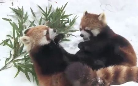 Deux Pandas Roux Jouent Dans La Neige Trop Cute Purebreak Deux Pandas Roux Jouent Dans La Neige Trop Cute Purebreak