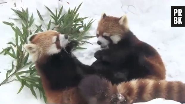 Deux Pandas Roux Jouent Dans La Neige Trop Cute Purebreak
