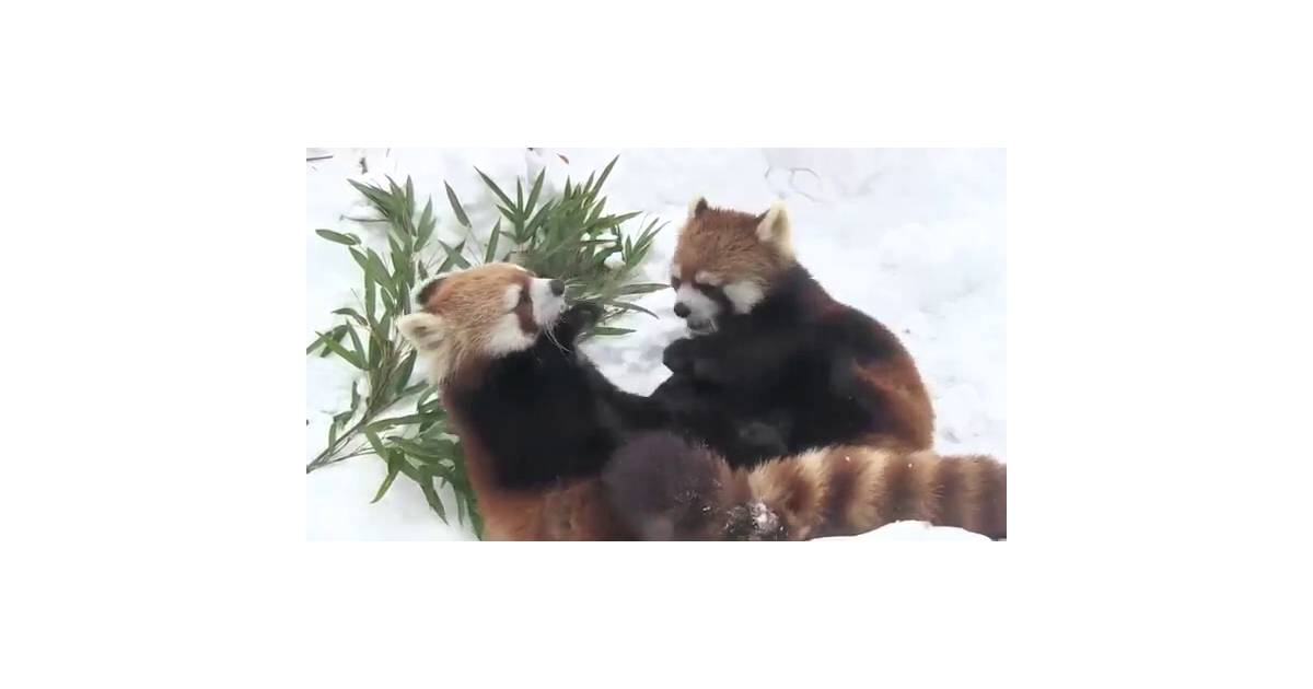 Deux Pandas Roux Jouent Dans La Neige Trop Cute Purebreak Deux Pandas Roux Jouent Dans La Neige Trop Cute Purebreak