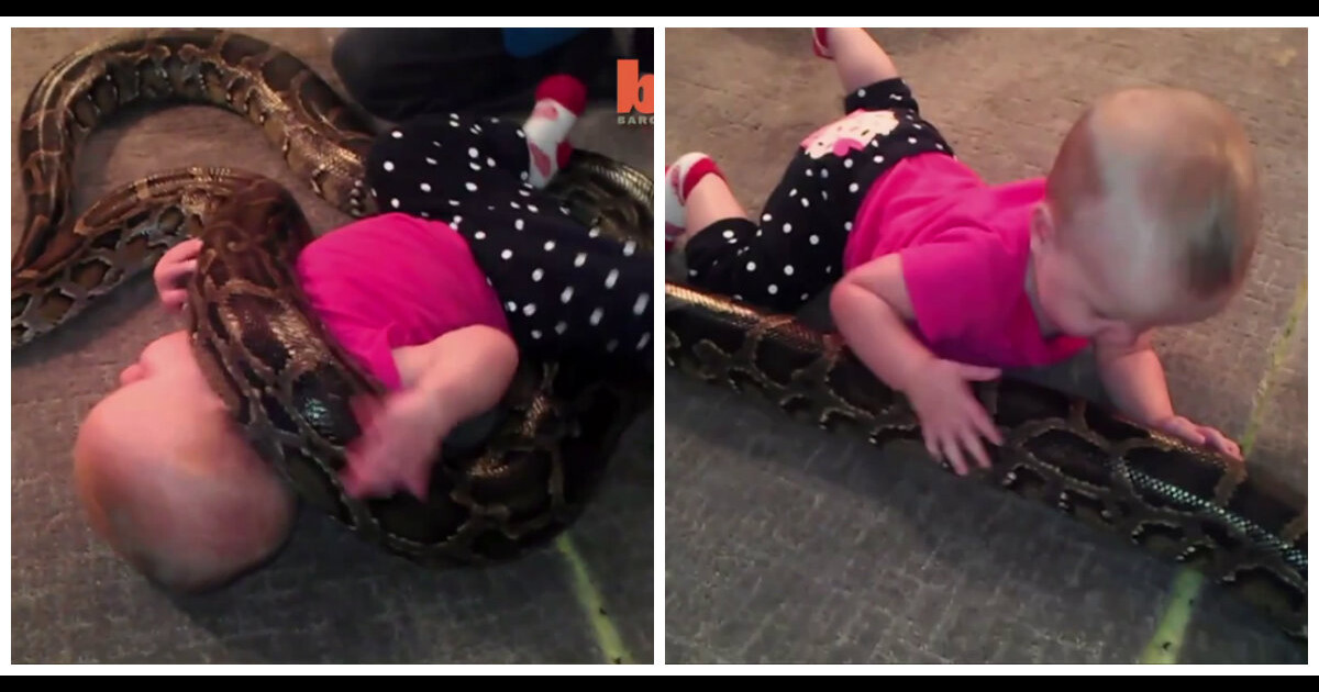 Mignon ou flippant ? Un bébé joue avec un énorme python ! - PureBreak