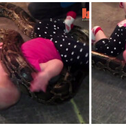 Mignon ou flippant ? Un bébé joue avec un énorme python !