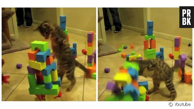 Mercury, un chat qui n&#039;a que deux pattes valides, se prend pour Godzilla entre les piles de cubes en bois !