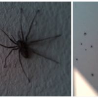Le cauchemar absolu : un appartement envahi par les araignées !