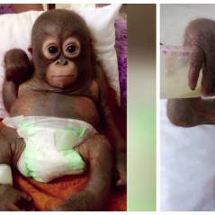 Attention, émotion : ce bébé orang outan maltraité revient de très loin