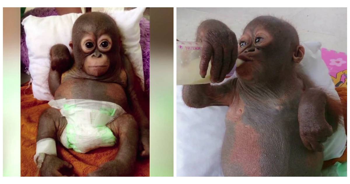 Attention, émotion : ce bébé orang outan maltraité revient de très loin