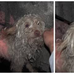 Émouvant : il sauve ce chien abandonné qui s'était réfugié dans les égouts