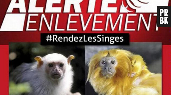17 singes volés dans un Zoo, les internautes se mobilisent