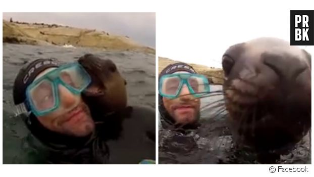 Une vidéo de quatre plongeurs s&#039;amusant avec un phoque