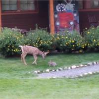 Bambi et Panpan dans la vraie vie : quand un faon joue avec un lapin, c&#039;est forcément cute