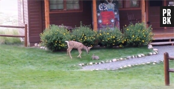 Bambi et Panpan : de Disney à la réalité avec cette vidéo d'un faon et d'un lapin amis