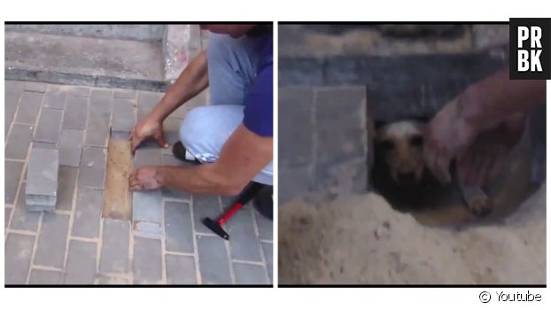 Une chienne enfermée sous un escalier est libérée par un passant au grand coeur