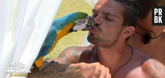 Les Ch'tis VS Les Marseillais : Julien embrasse un perroquet dans l'épisode 43 diffusé le 20 octobre 2015, sur W9