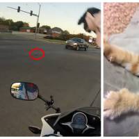 Une motarde prend tous les risques pour sauver un chaton, la vidéo donne des frissons