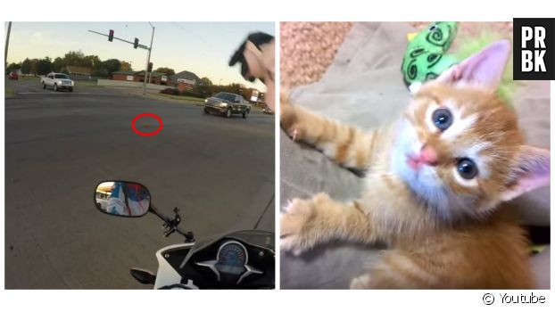 Une vidéo impressionnante où une motarde sauve un chaton au milieu de la route