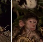Extraordinaire : un léopard sauve un bébé babouin orphelin