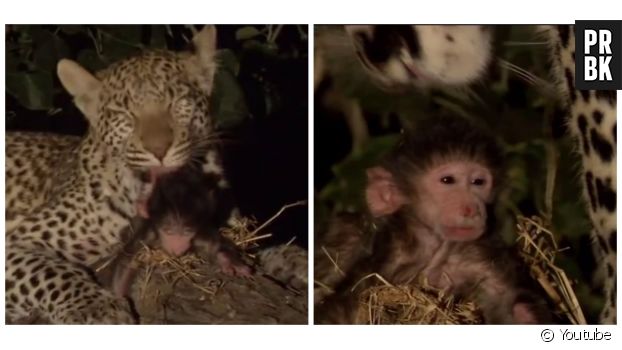 Un léopard adopte pour quelques heures un bébé singe