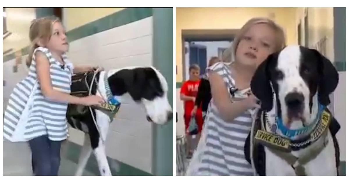 Une petite fille de 11 ans handicapée remarche grâce à son chien la