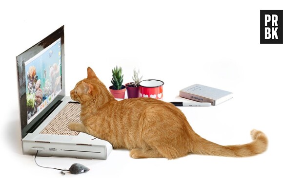 Grattoir pour chat en forme de PC portable