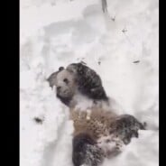 Snowzilla : la vidéo adorable d&#039;un panda qui se roule dans la neige à Washington