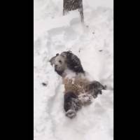 Snowzilla : la vidéo adorable d'un panda qui se roule dans la neige à Washington