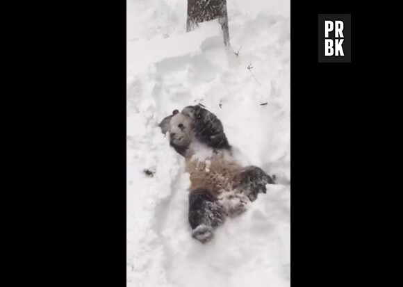 Snowzilla : un panda se roule dans la neige