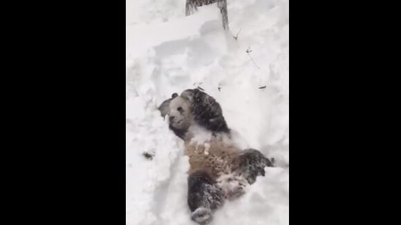 Snowzilla : la vidéo adorable d'un panda qui se roule dans la neige à Washington
