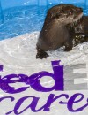 Oliver, la loutre sauvée par FedEx et accueillie par le Downtown Aquarium de Denver