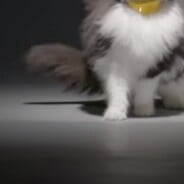 Catterbox : le collier qui fera parler votre chat