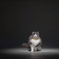 Catterbox : le collier qui fera parler votre chat