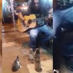 Ignoré des passants ce musicien de rue captive quatre chatons