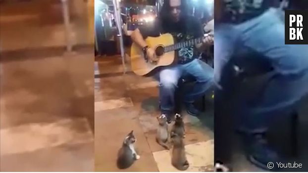 Quatre chatons encouragent un musicien dans la rue