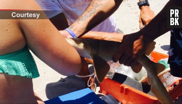 Une jeune femme blessée par un requin doit rester avec lui accroché au bras jusqu'à l'hôpital.