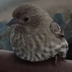 Cute : il sauve un oiseau du froid... en soufflant sur ses pattes pour le réchauffer