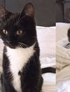 Norman : après la mort de Sergi, il adopte un nouveau chat Merlin !
