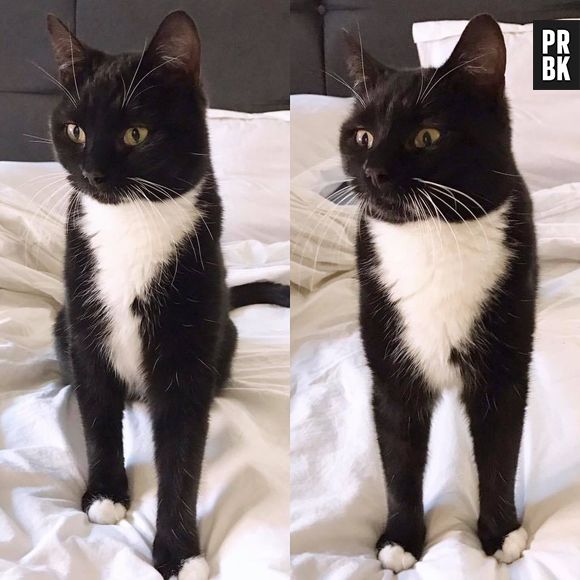 Norman : après la mort de Sergi, il adopte un nouveau chat Merlin !