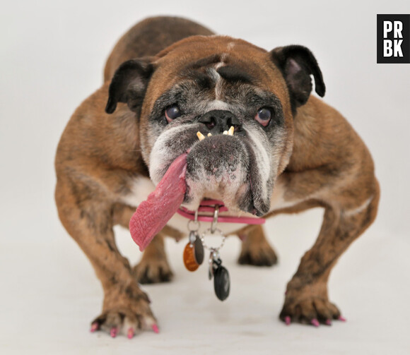 Cette femelle bouledogue anglais prénommée Zsa Zsa a été élue chien le plus moche du monde !