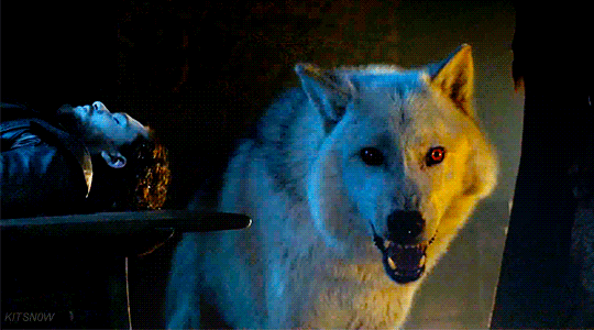 Game of Thrones saison 8 : Ghost de retour dans la série