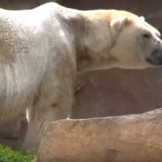 Des associations s&#039;inquiètent pour les deux ours polaires de Marineland
