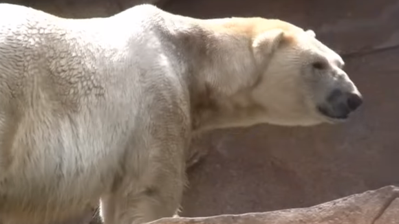 Des associations s'inquiètent pour les deux ours polaires de Marineland