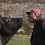Jean-Daniel (L&#039;amour est dans le pré 2021) : sa vache Paquotte est morte, conduite à l&#039;abattoir