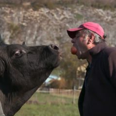 Jean-Daniel (L'amour est dans le pré 2021) : sa vache Paquotte est morte, conduite à l'abattoir