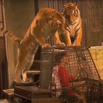 Fort Boyard : surprise, les tigres vont disparaître de l'émission dès cet été