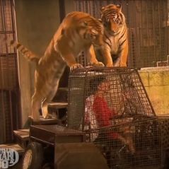 Fort Boyard : surprise, les tigres vont disparaître de l'émission dès cet été