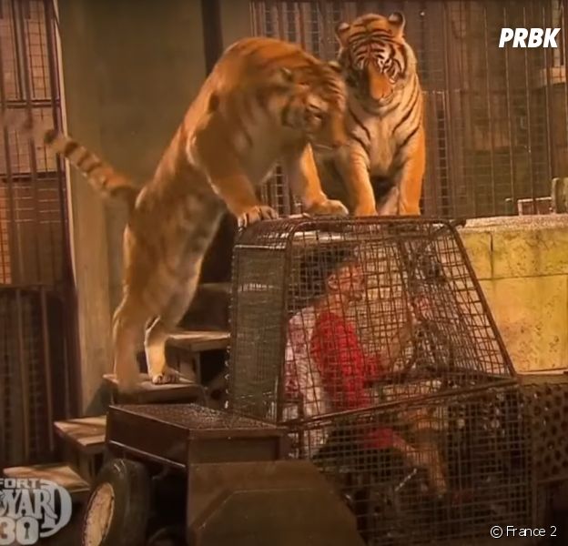 Fort Boyard : surprise, les tigres vont disparaître de l'émission cet été