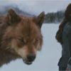 Les loups-garous et vampires alliés dans Twilight 5 ?
