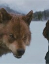 Les loups-garous et vampires alliés dans Twilight 5 ?