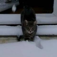 LOLcat :  Fletcher le chat découvre la neige