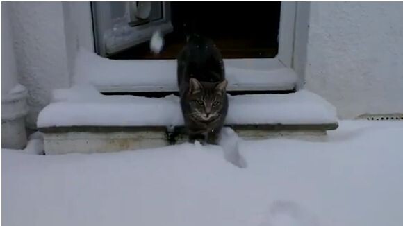 LOLcat :  Fletcher le chat découvre la neige